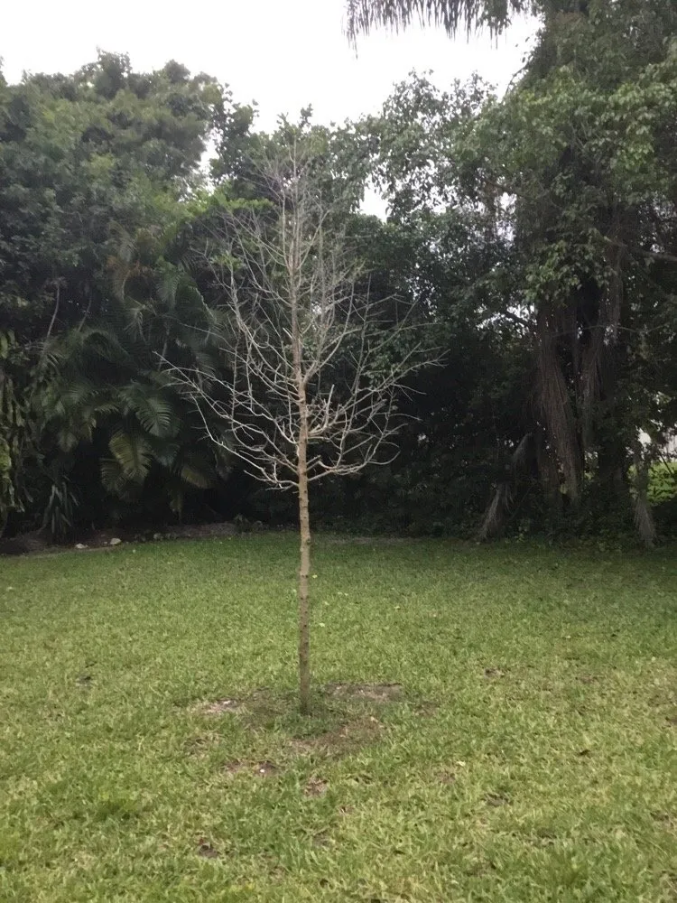 Reliable lawn care service for outdoor upgrades across Coconut Creek, FL - AMKO Lawn & Landscaping