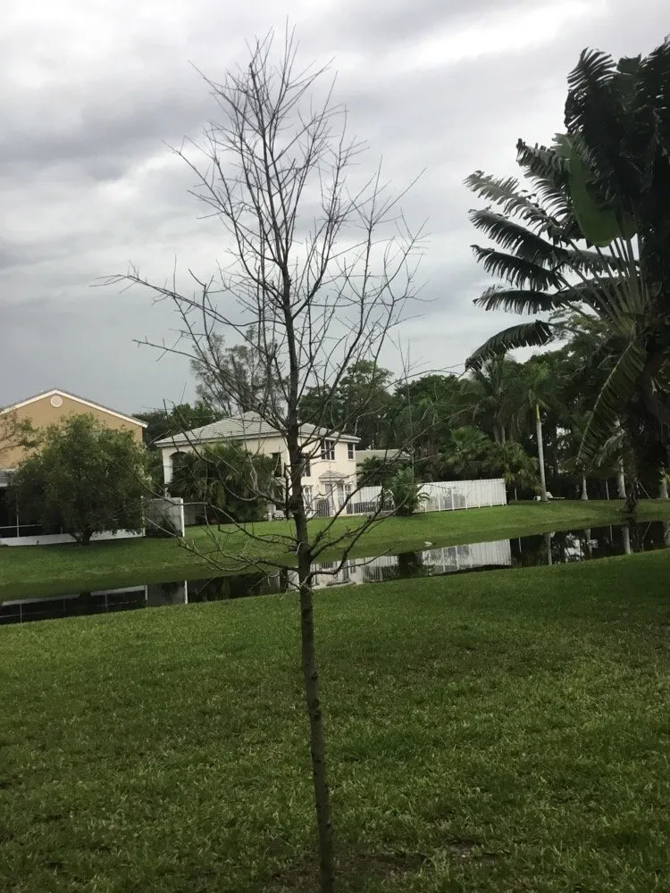 Reliable landscaping services experts serving Coconut Creek, FL - AMKO Lawn & Landscaping