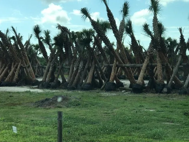 Reliable landscape design in North Miami, FL by AML Exterior Decorators