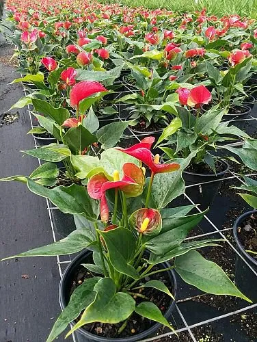 Expert lawn mowing service in North Miami, FL - AML Exterior Decorators