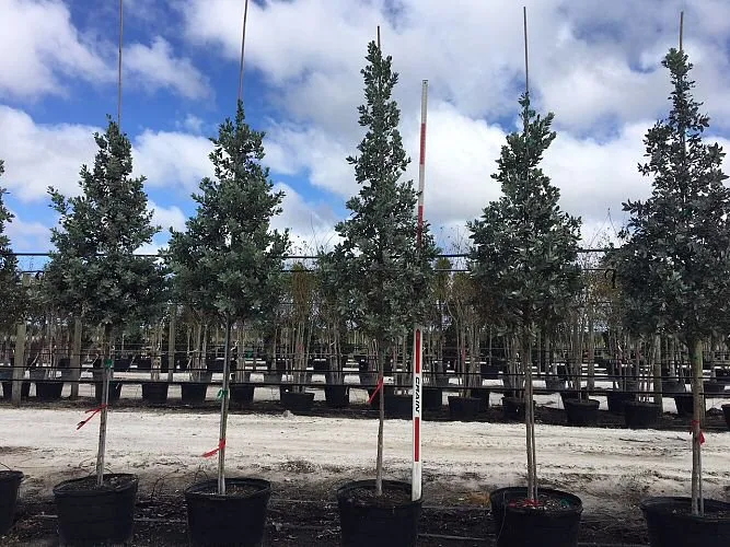 Expert yard maintenance for year-round maintenance across North Miami, FL - AML Exterior Decorators