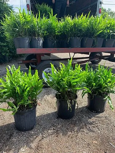 Reliable lawn care service experts serving North Miami, FL - AML Exterior Decorators