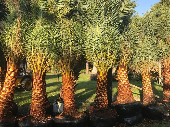 Expert landscaping services for beautiful yards across North Miami, FL - AML Exterior Decorators