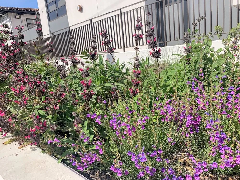 Reliable garden landscaping in Los Angeles, CA - Amongst the Flora