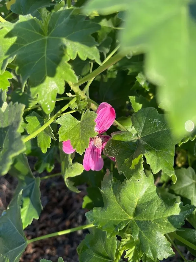 Custom yard maintenance for year-round maintenance in Los Angeles, CA by Amongst the Flora