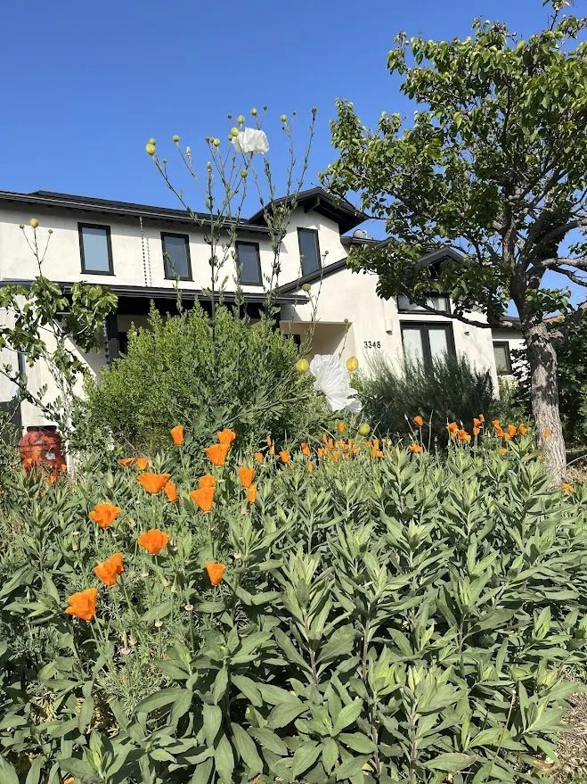 Expert landscape design experts serving Los Angeles, CA - Amongst the Flora