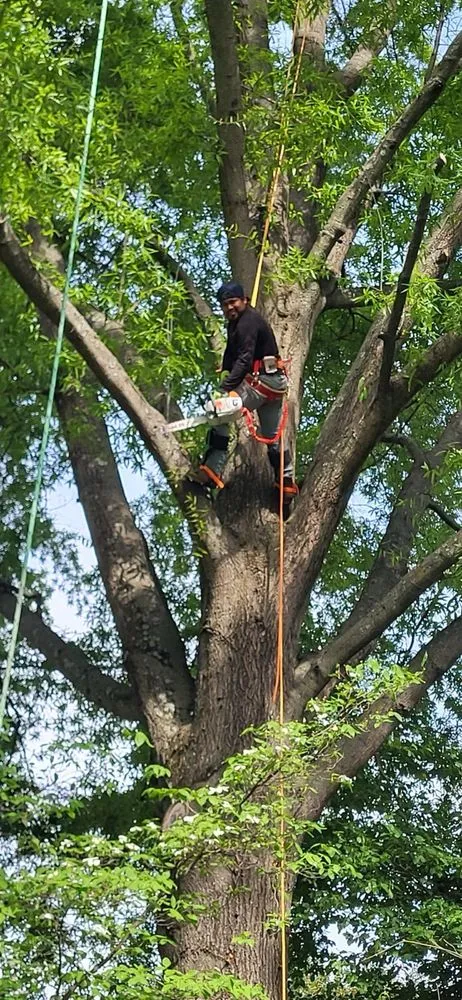 Expert lawn care service in New Haven, CT by Amorales Landscaping