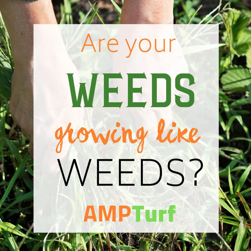 Affordable landscape installation experts serving Huntersville, NC - AMP Turf
