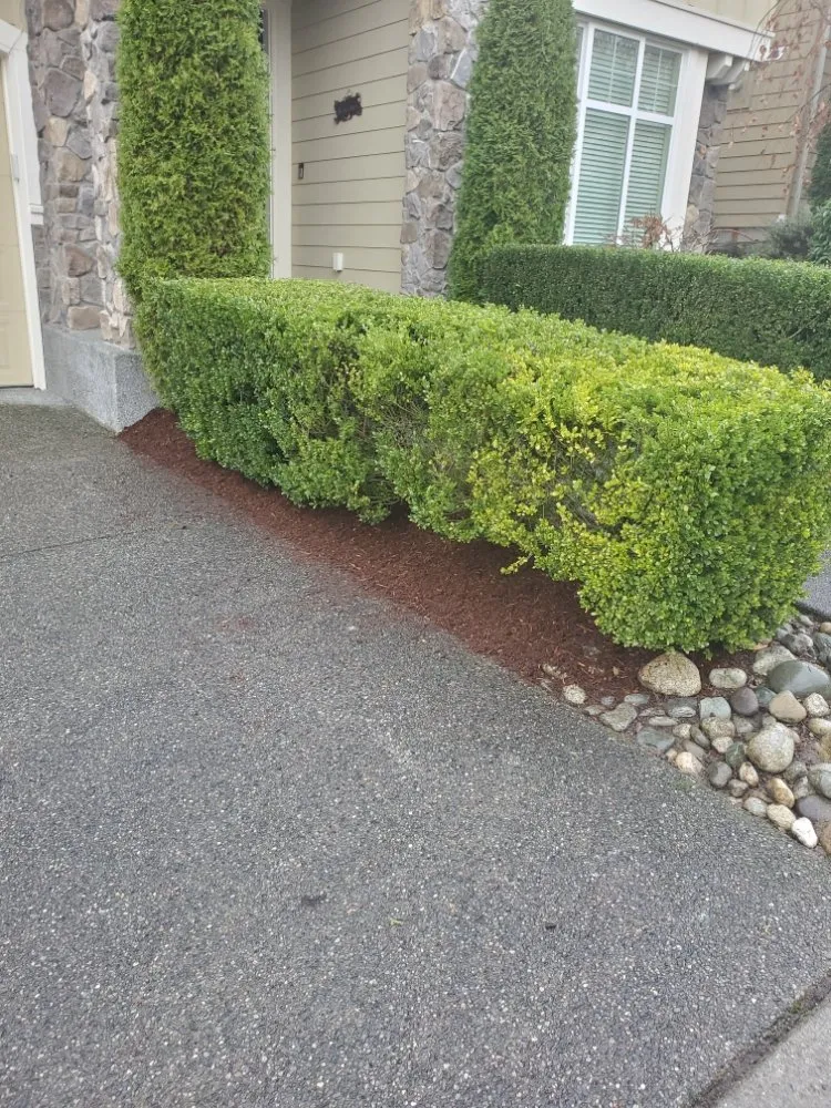 Trusted yard maintenance experts serving Everett, WA - América Landscaping