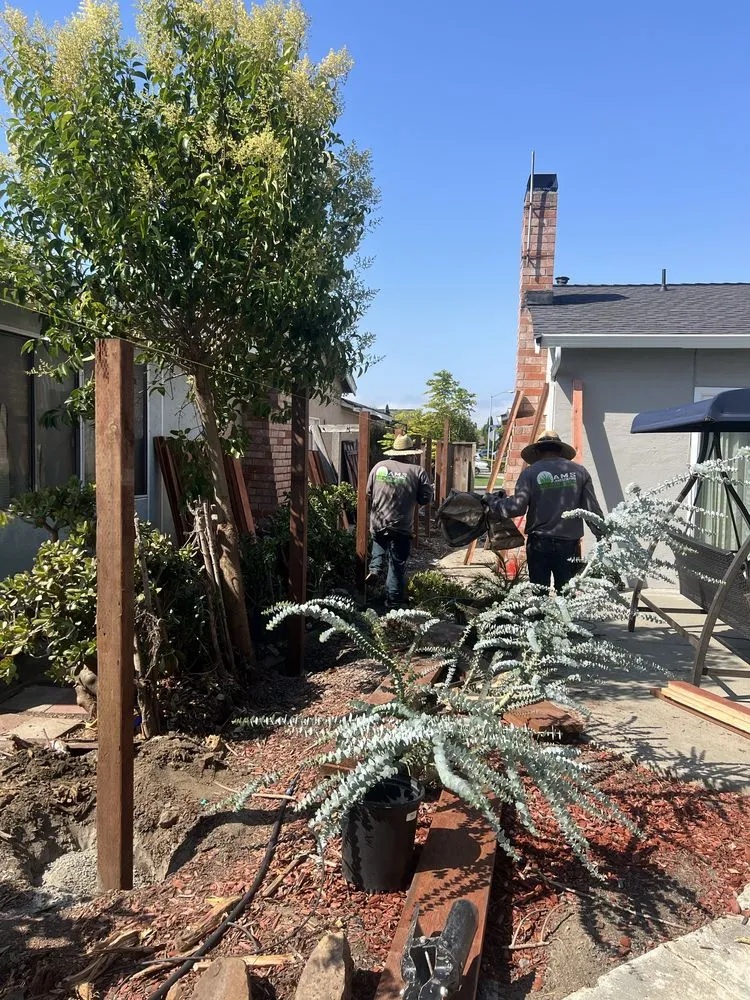 Expert landscaping services in Newark, CA - AMS Landscaping
