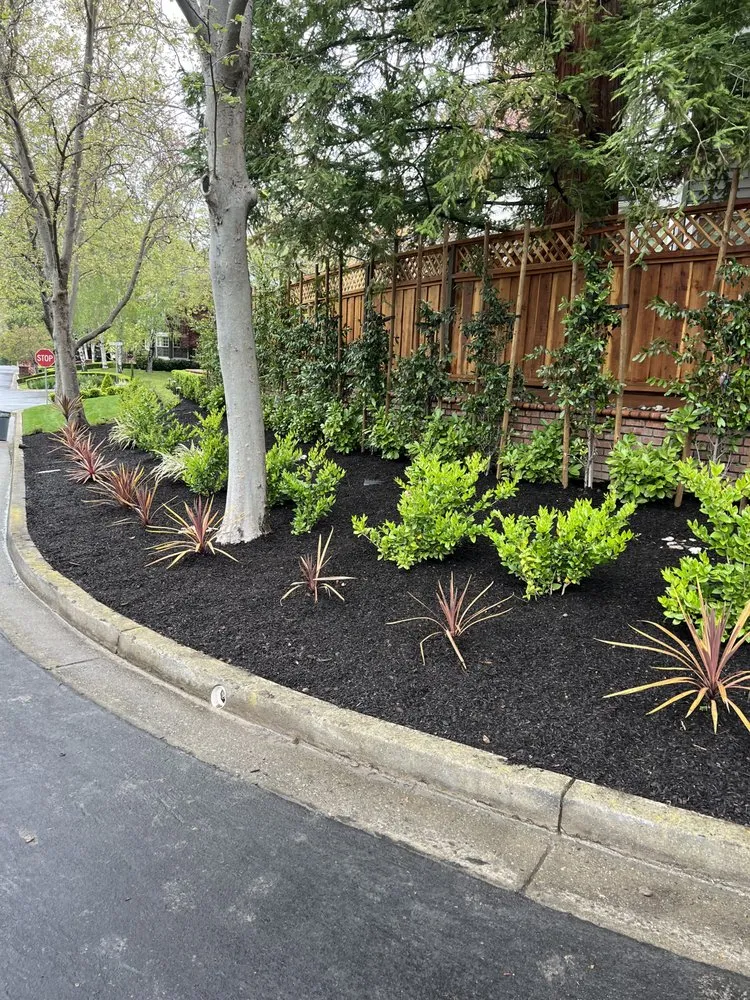 Local lawn care service for homes in Newark, CA by AMS Landscaping