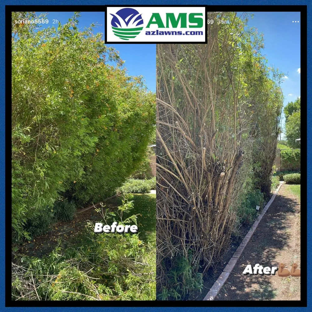 Local landscape design experts serving Phoenix, AZ - AMS Landscaping