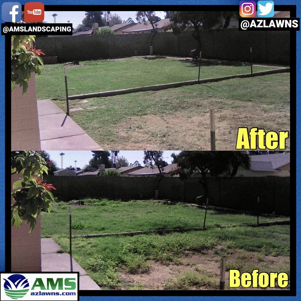 Affordable yard cleanup service for year-round maintenance in Phoenix, AZ by AMS Landscaping