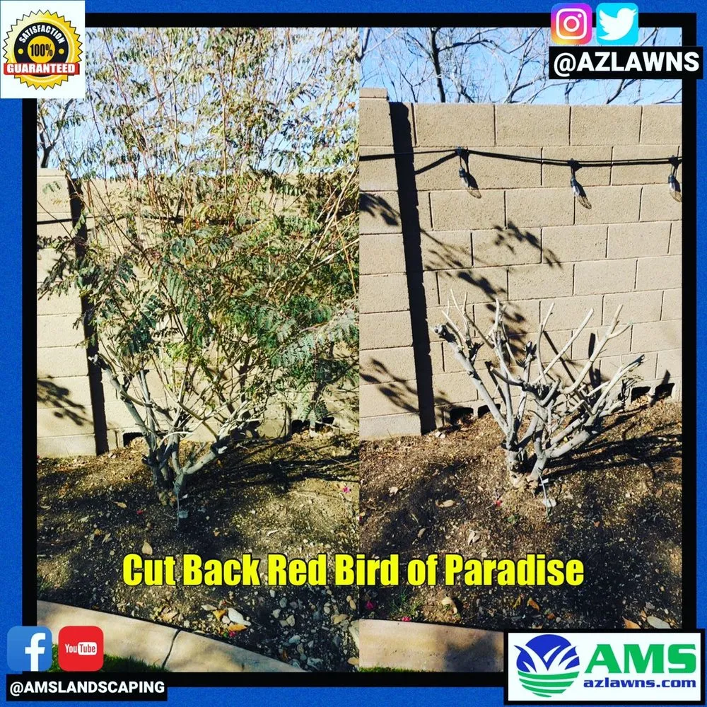 Reliable lawn mowing service for residential properties across Phoenix, AZ - AMS Landscaping