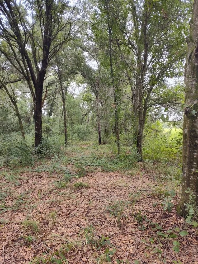 Top-rated landscape installation for outdoor upgrades across Winter Haven, FL - Amtrix Land Clearing And More