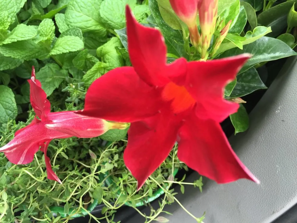 Trusted landscaping services in Catonsville, MD - Amy's Garden Design