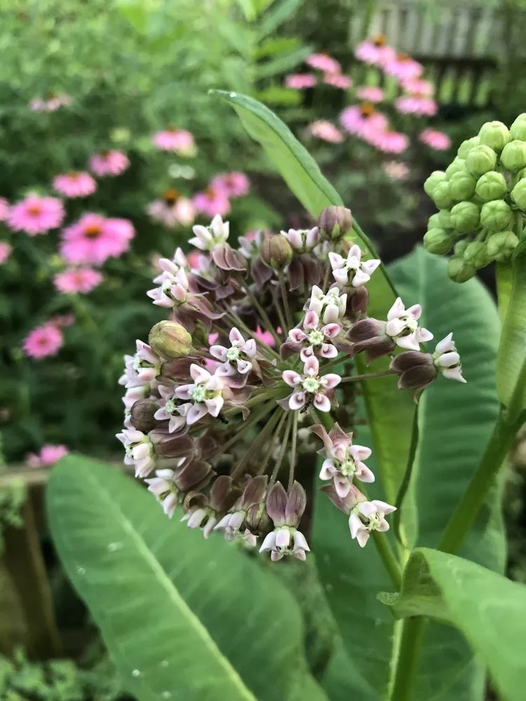 Trusted yard cleanup service near you in Catonsville, MD by Amy's Garden Design