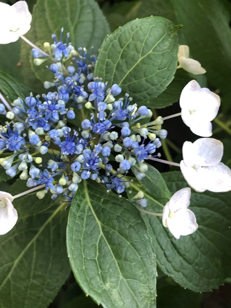 Trusted lawn mowing service experts serving Catonsville, MD - Amy's Garden Design