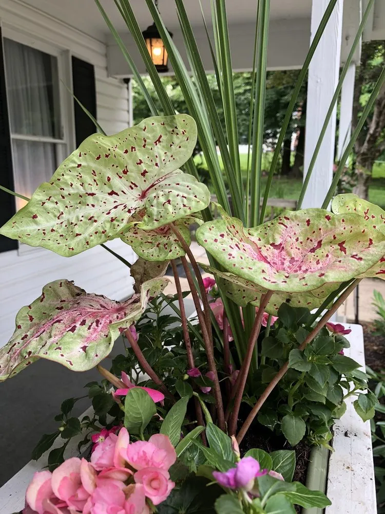 Custom outdoor landscaping experts serving Catonsville, MD - Amy's Garden Design