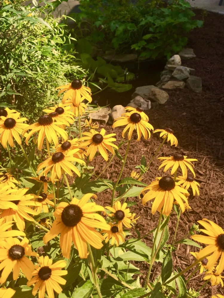 Reliable yard cleanup service for homes across Catonsville, MD - Amy's Garden Design