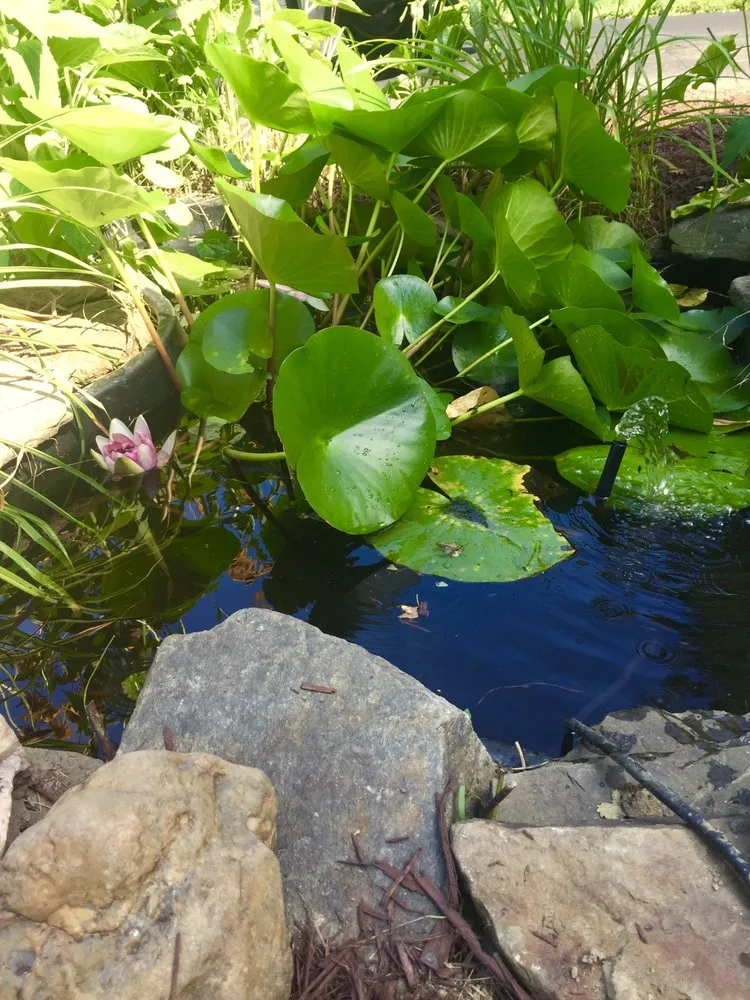 Professional lawn care service in Catonsville, MD - Amy's Garden Design