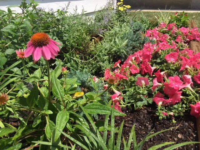 Reliable lawn care service experts serving Catonsville, MD - Amy's Garden Design