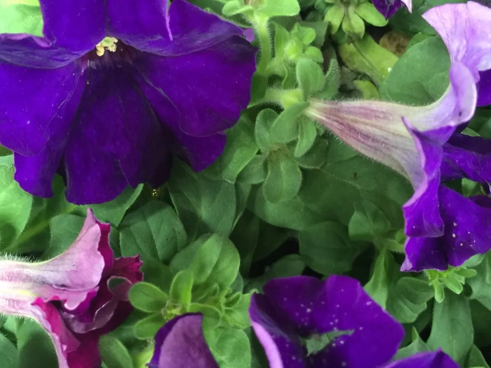 Custom landscape design for residential properties in Catonsville, MD by Amy's Garden Design