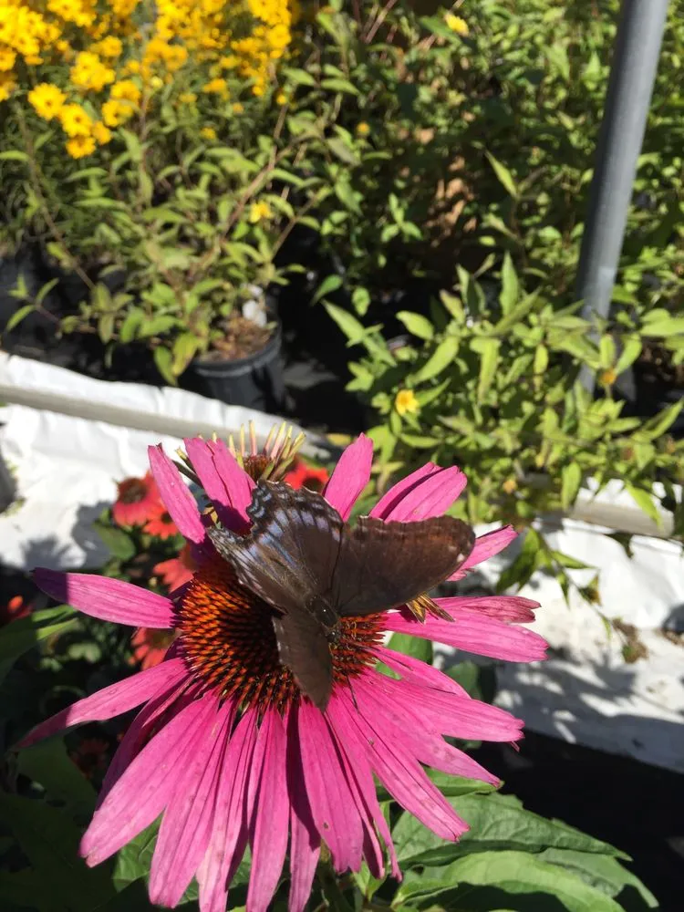 Affordable garden landscaping in Catonsville, MD by Amy's Garden Design