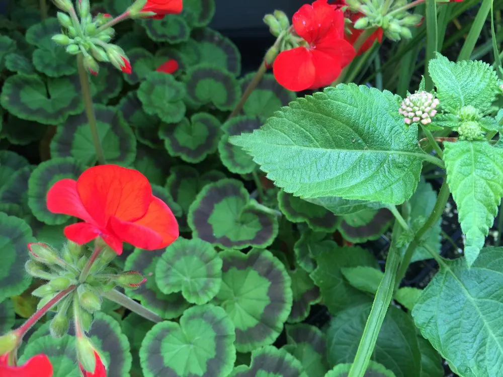 Custom outdoor landscaping for residential properties across Catonsville, MD - Amy's Garden Design