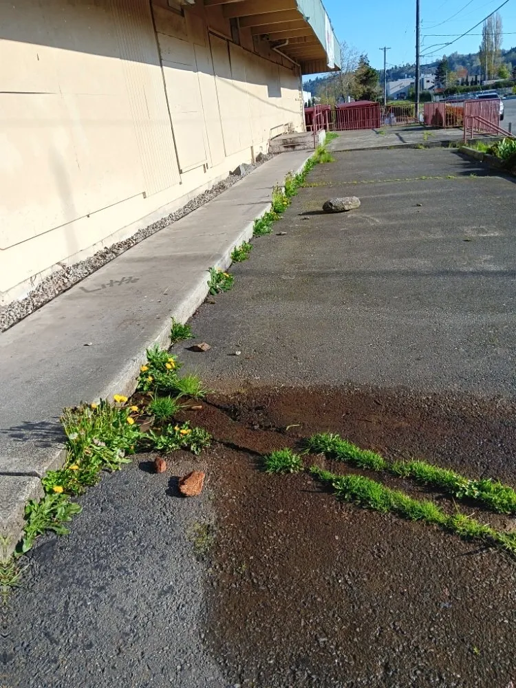 Custom residential landscaping for beautiful yards across Tukuila, WA - AMZ Junk Removal