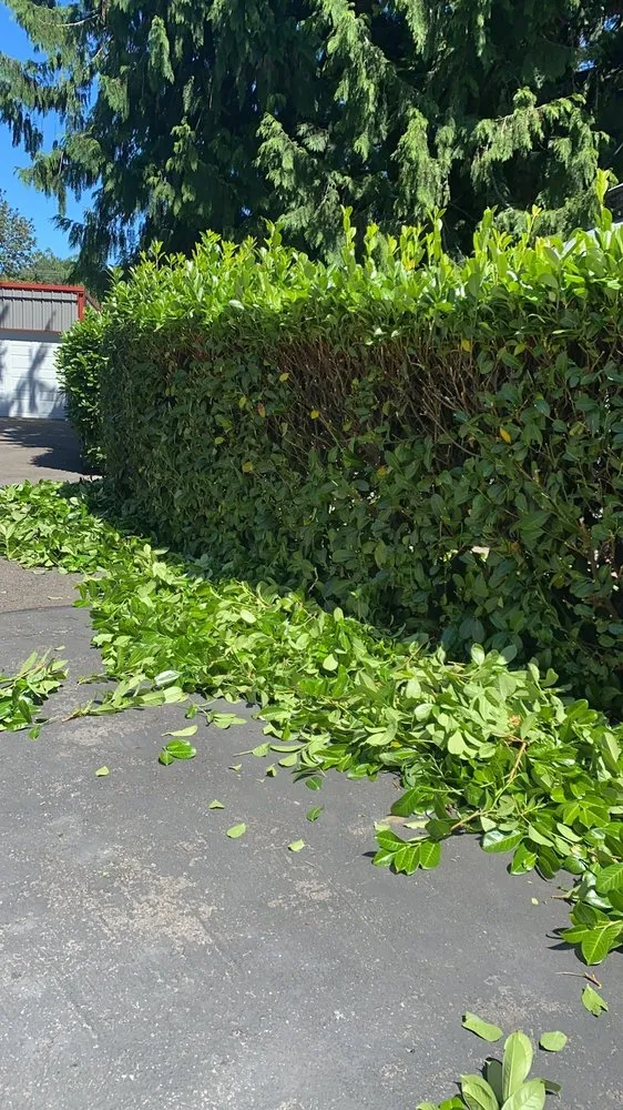 Affordable yard cleanup service in Tacoma, WA by Amz Landscape