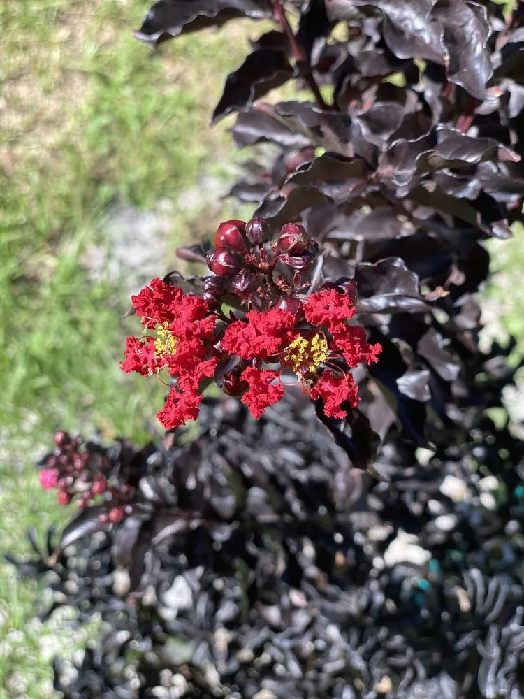 Local yard maintenance in Middleburg, FL by A&N Lawn Service