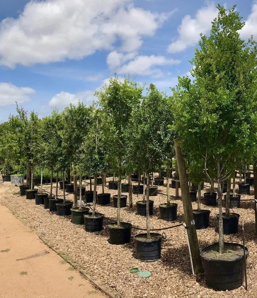 Top-rated landscape installation near you in Houston, TX by A&N Nursery