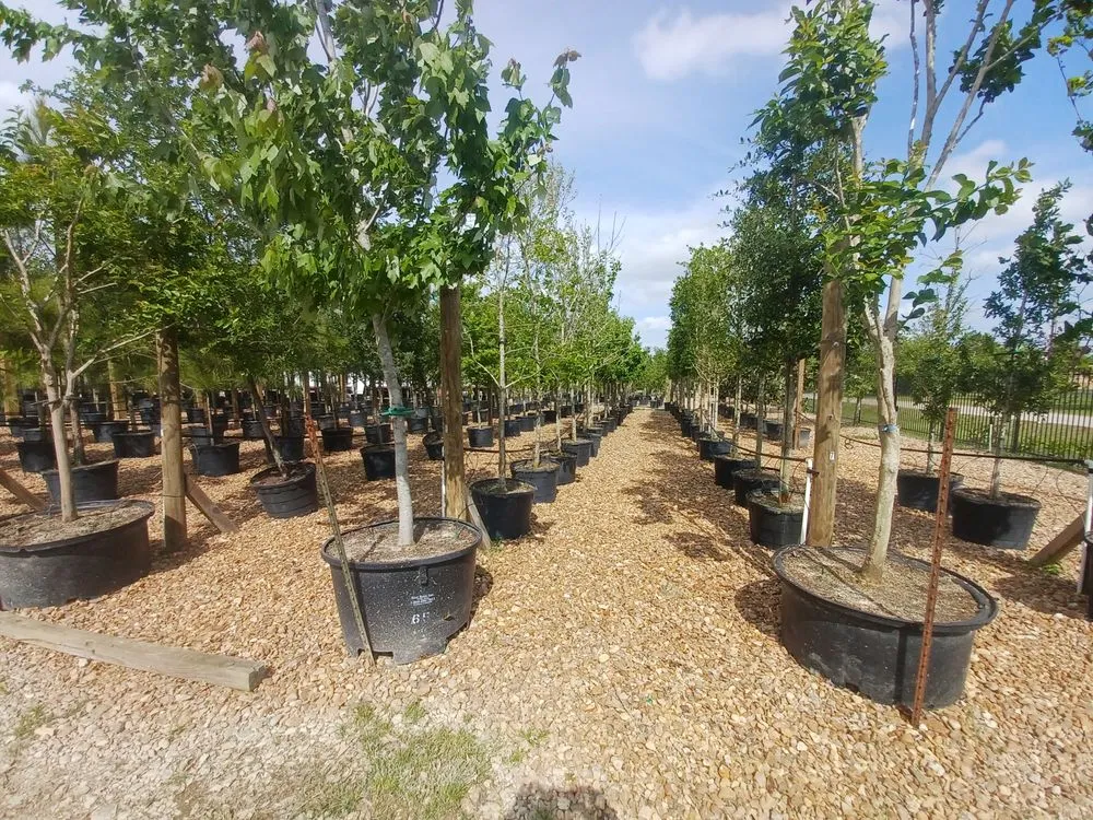 Reliable landscaping services for beautiful yards across Houston, TX - A&N Nursery