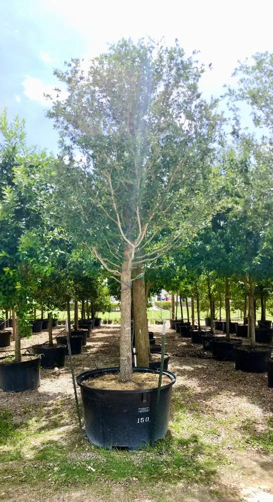 Trusted yard maintenance for beautiful yards across Houston, TX - A&N Nursery