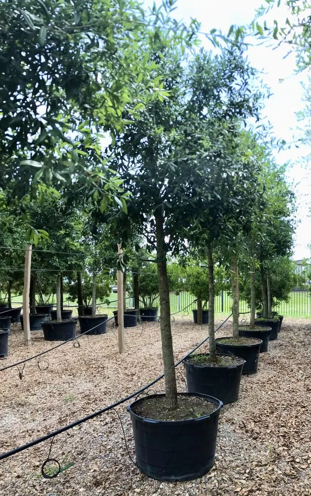 Affordable lawn mowing service experts serving Houston, TX - A&N Nursery