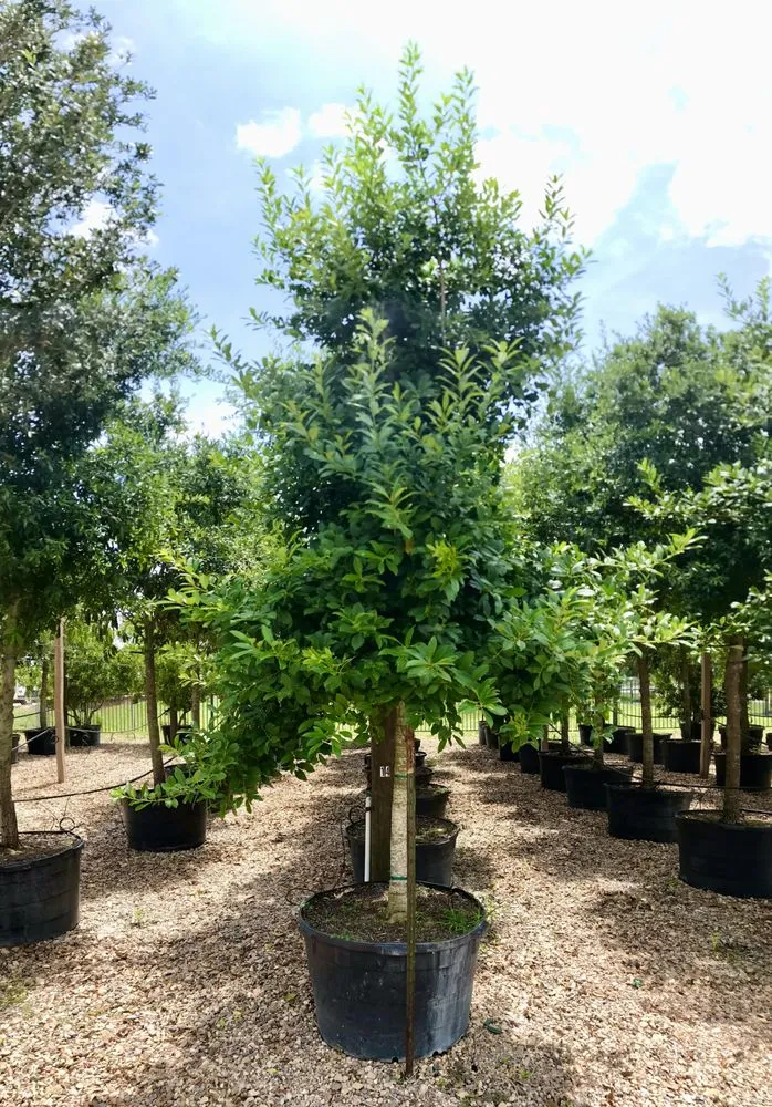 Trusted landscape design experts serving Houston, TX - A&N Nursery