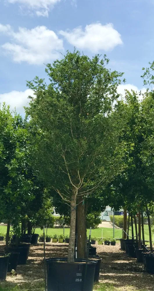 Affordable garden landscaping experts serving Houston, TX - A&N Nursery