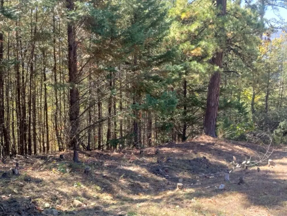 Professional yard cleanup service near you in Newport, TN by ANA Lawn Care