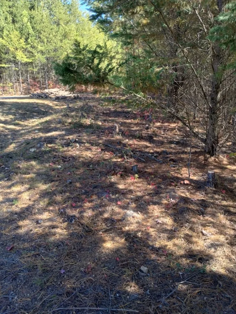 Local yard cleanup service in Newport, TN by ANA Lawn Care