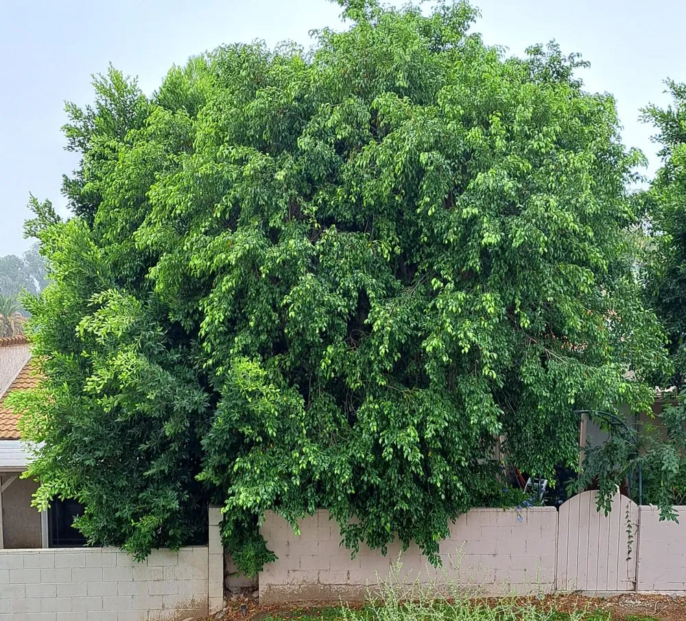 Custom lawn mowing service in Victorville, CA - ANC Landscaping Services