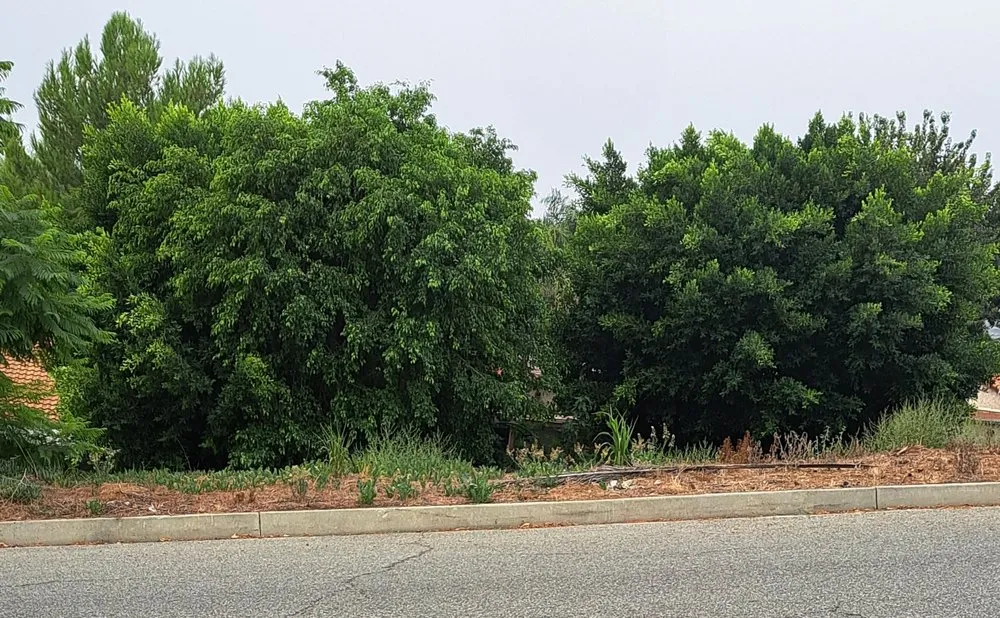 Custom lawn care service for year-round maintenance in Victorville, CA by ANC Landscaping Services