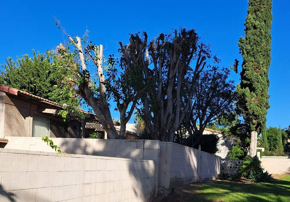 Expert landscape installation with custom design across Victorville, CA - ANC Landscaping Services