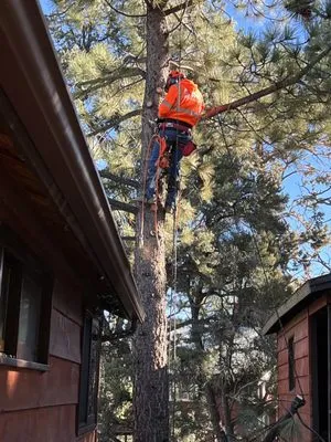 ANC Landscaping Services Logo