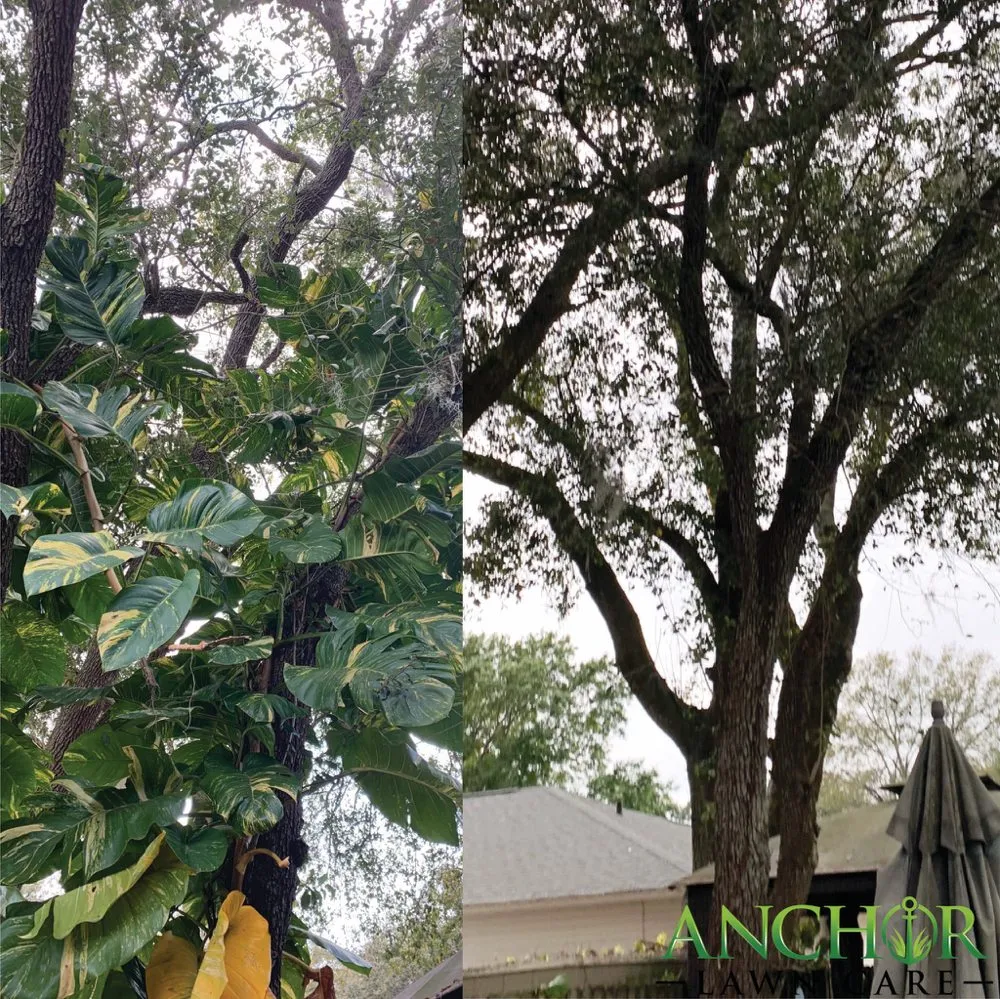 Professional lawn care service near you across New Port Richey, FL - Anchor Lawn Care