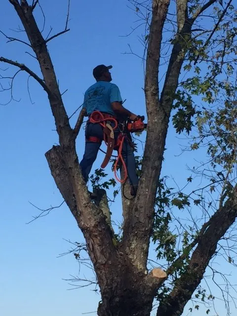 Trusted yard cleanup service in Fellsmere, FL by Anchors Tree Service and Stump Removal