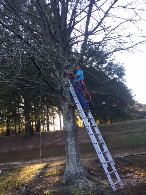 Affordable landscape design in Fellsmere, FL by Anchors Tree Service and Stump Removal