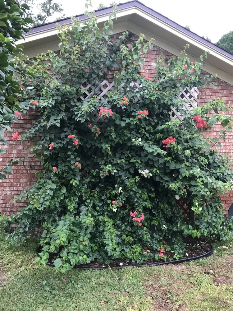 Affordable landscaping services near you across St. Augustine, FL - Ancient City Green Mowers