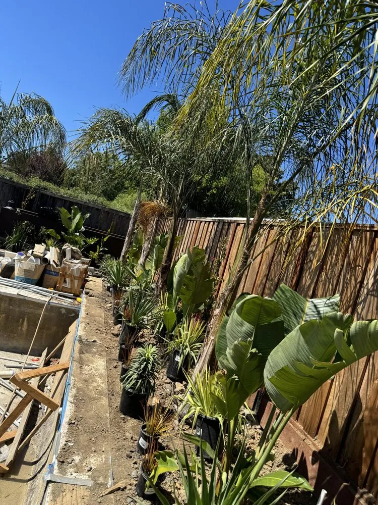 Reliable yard cleanup service in Santa Rosa, CA by Ancient Gardens