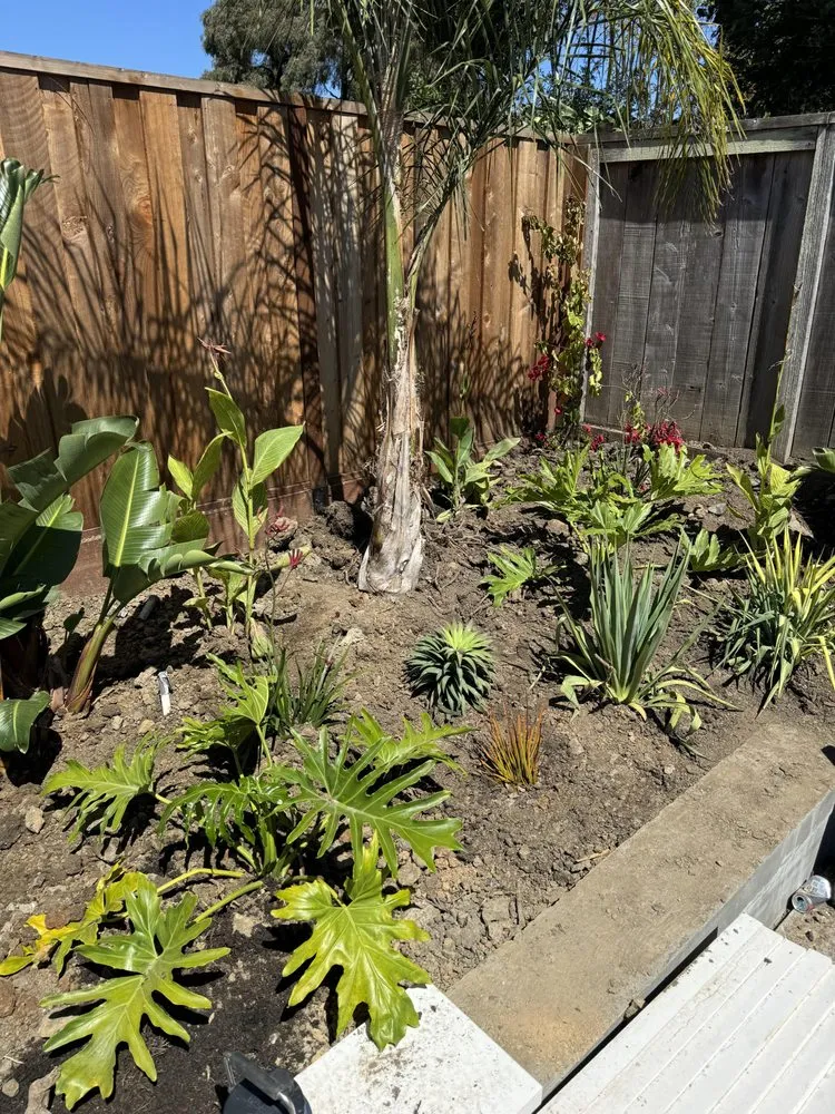 Local lawn care service in Santa Rosa, CA - Ancient Gardens